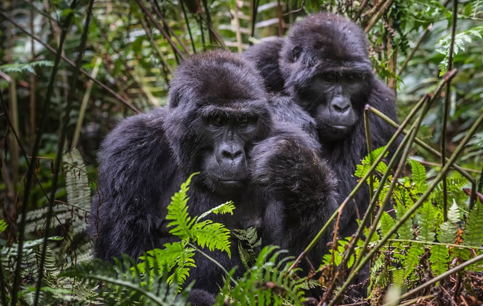 5 Days lake Mburo and bwindi gorilla safari